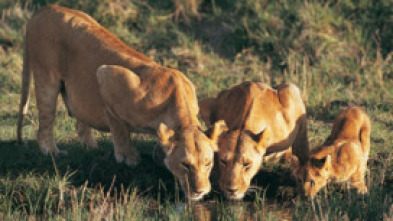 Imagen de La manada: Leones - 7