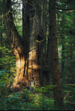 El mundo invisible de...: El roble (Francia)