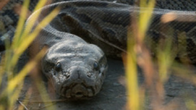 Imagen de Serpientes letales - 8
