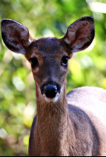 Imagen de Wild Hawaii  - 8