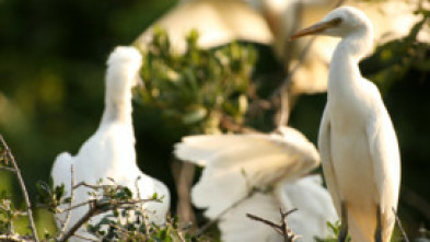 Wild Hawaii: Tierra de fuego