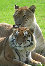 Imagen de Superfelinos - 4