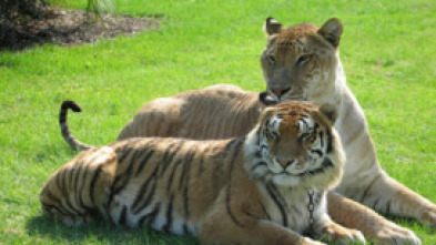 Imagen de Superfelinos - 5