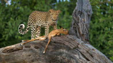 Imagen de Predador vs. presa: Guepardos - 6