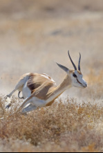 Planeta depredador: Dientes y garras