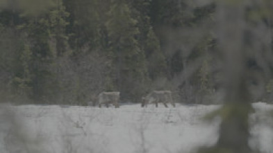 Las Montañas Rocosas:...: Bisontes