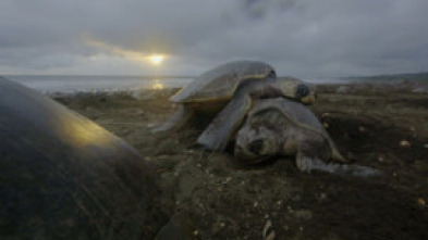 ¿Las últimas tortugas?