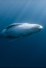 Ballenas/ tortugas y hombres