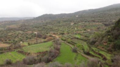 Imagen de El escarabajo verde  - 10
