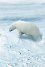 Imagen de Arctic from Above  - 6