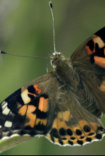 Imagen de Paraísos salvajes: Rusia - 4