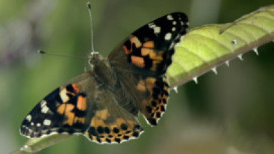 Imagen de Paraísos salvajes: Rusia - 5