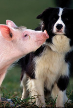 Imagen de Babe: el cerdito valiente - 6
