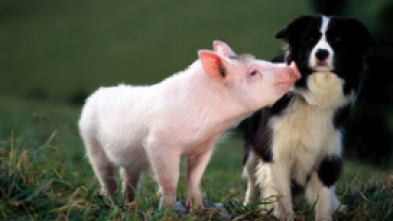 Imagen de Babe: el cerdito valiente - 7