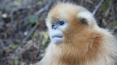 Imagen de Los reinos ocultos de...: El reino de la selva secreta - 7