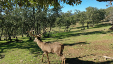 Imagen de Cazadores de lances - 5
