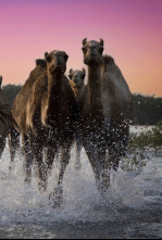 Imagen de Wild Arabia: Arabia Saudí - 5