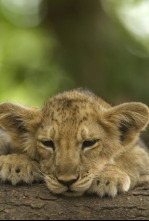 Los secretos de la...: Leones del desierto