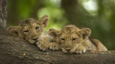 Los secretos de la...: Leones del desierto