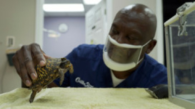 Imagen de Critter fixers: Veterinarios rurales, especial reptiles - 8