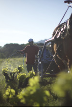 Wine Calling, le vin se lève!