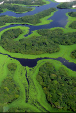 Amazonía: Batalla en los árboles