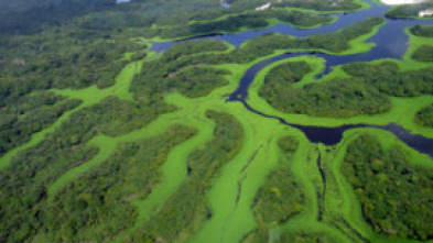 Amazonía: Batalla en los árboles