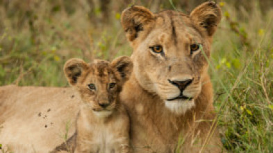 Imagen de Leones: caza por la supervivencia - 6