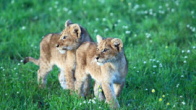 Del juego a la caza. El cachorro del leon africano