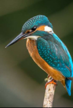 Imagen de Bestioles en questions - 4