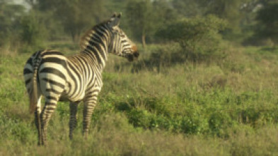 Cebras del Serengeti