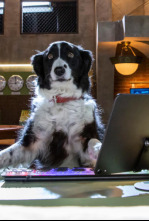 Imagen de Como perros y gatos: La patrulla unida - 4