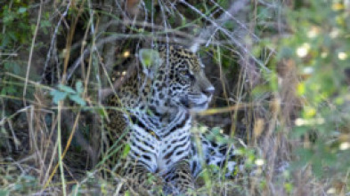 Nacido para ser salvaje: Dora, la cría de mono araña muriqui