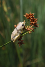 Imagen de La inundación del...: Primer impulso - 6