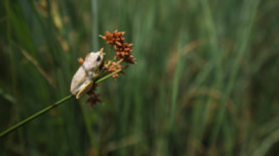 Imagen de La inundación del...: Primer impulso - 7