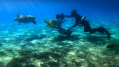 Imagen de Mediterráneo: un mar en peligro  - 15