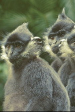 Imagen de Wild Vietnam: El sur tropical: tierra de agua - 5