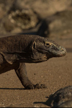 Dragón de Komodo: el rey de los reptiles