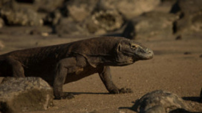 Dragón de Komodo: el rey de los reptiles