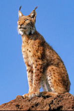 La tierra del lince ibérico 