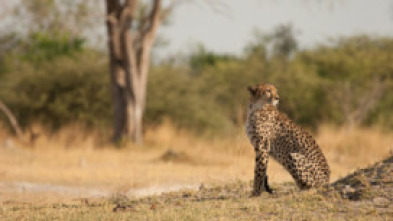 Imagen de Safari letal: León vs. búfalo - 6