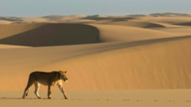 Los leones de la Costa de los Esqueletos