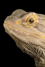 Imagen de Dragones de Komodo al descubierto - 4