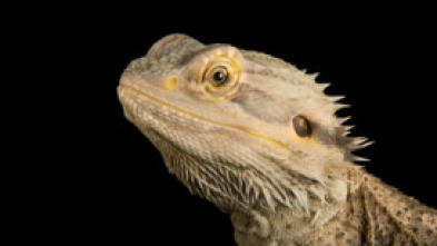 Imagen de Dragones de Komodo al descubierto - 5