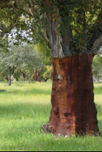 El bosque protector: Torrente Enseu