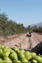 En el piélago de...: Italia 1