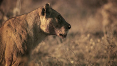 Hermanos leones: de cachorros a reyes