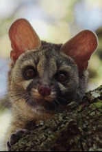 Los habitantes ocultos de Sierra Morena