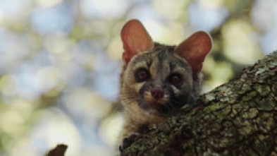 Los habitantes ocultos de Sierra Morena