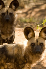 Imagen de La manada: Perros salvajes - 6